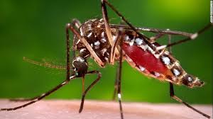 Mosquito that carries Dengue Fever